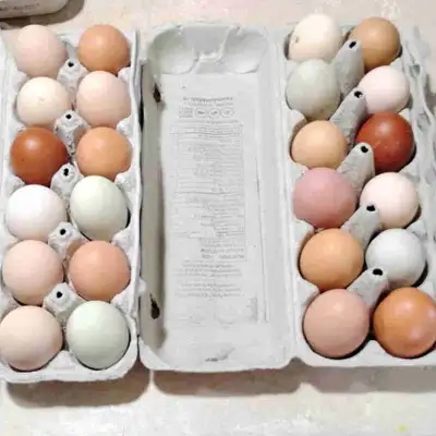 Backyard Mix Fertilized Chicken Eggs, View more