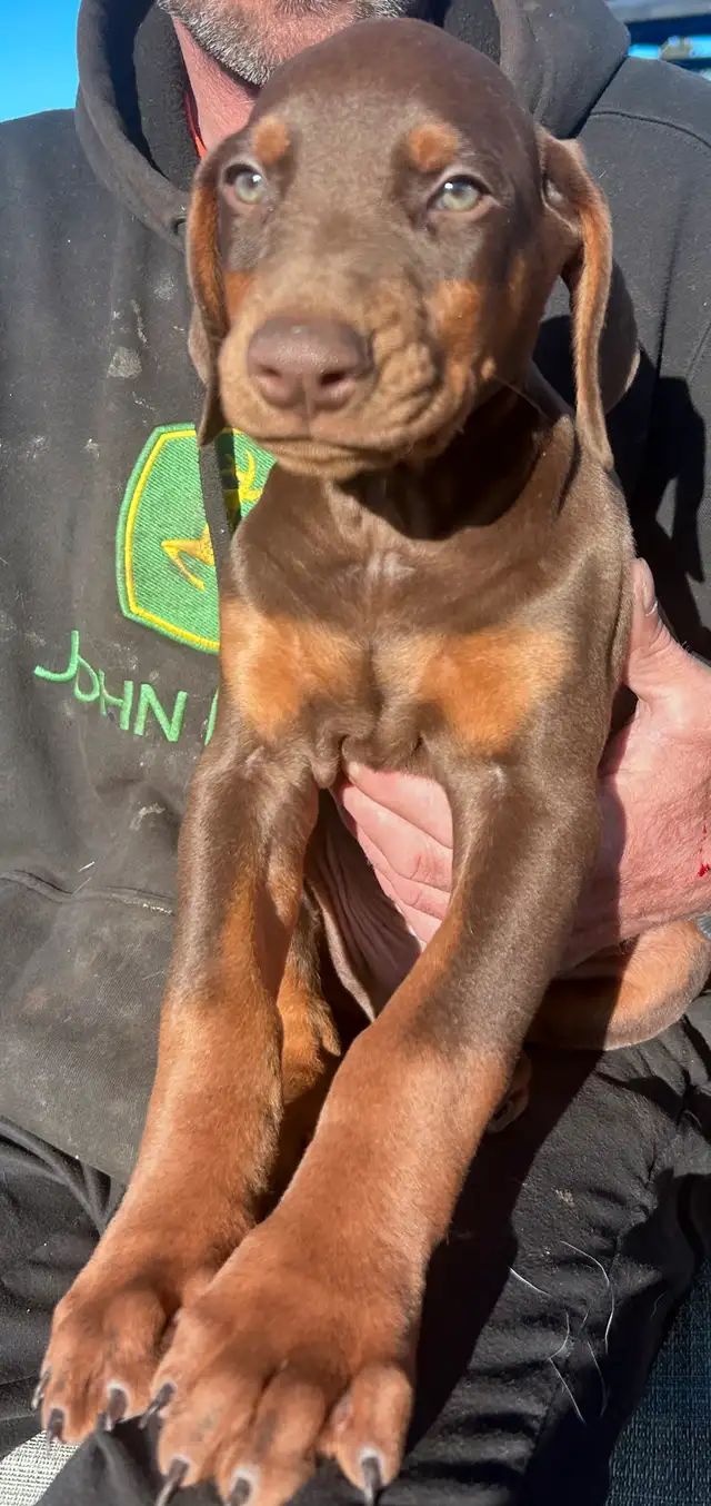 Doberman Puppies - cropped and docked in Dogs & Puppies for Rehoming in Red Deer - Image 4