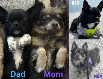 ❤️  European pure breed Chihuahua Puppy ❤️, View more