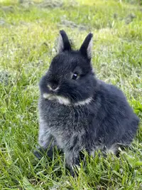 3 Netherland dwarf baby bunny rabbit 