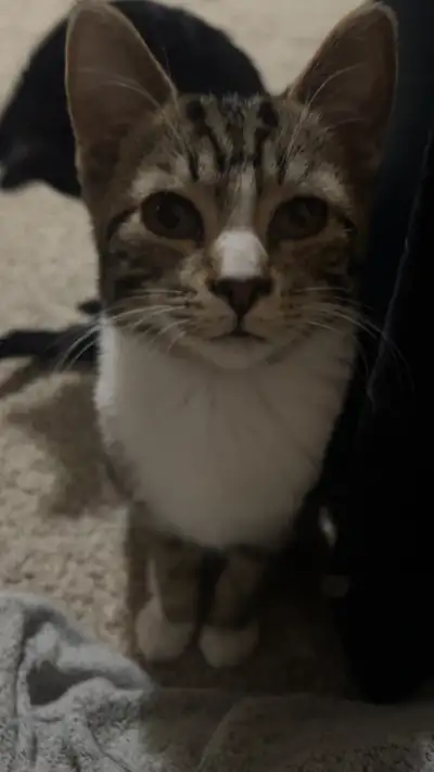 Three kittens need a home! super sweet cats, i live on a farm but these guys aren’t loving it outdoo...