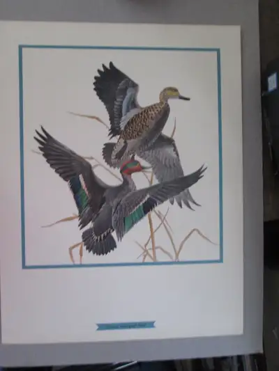 F. Lansdowne print - Green Winged Teal (11x14 1/2 unframed), View more