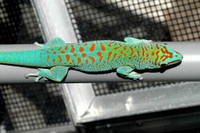 DAY GECKOS & LEOPARD GECKOS SPECIAL