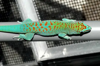 Beautiful & Cool Reptiles & Amphibians Arriving Weekly Madagascar Day Geckos Super Special $150.00 F...
