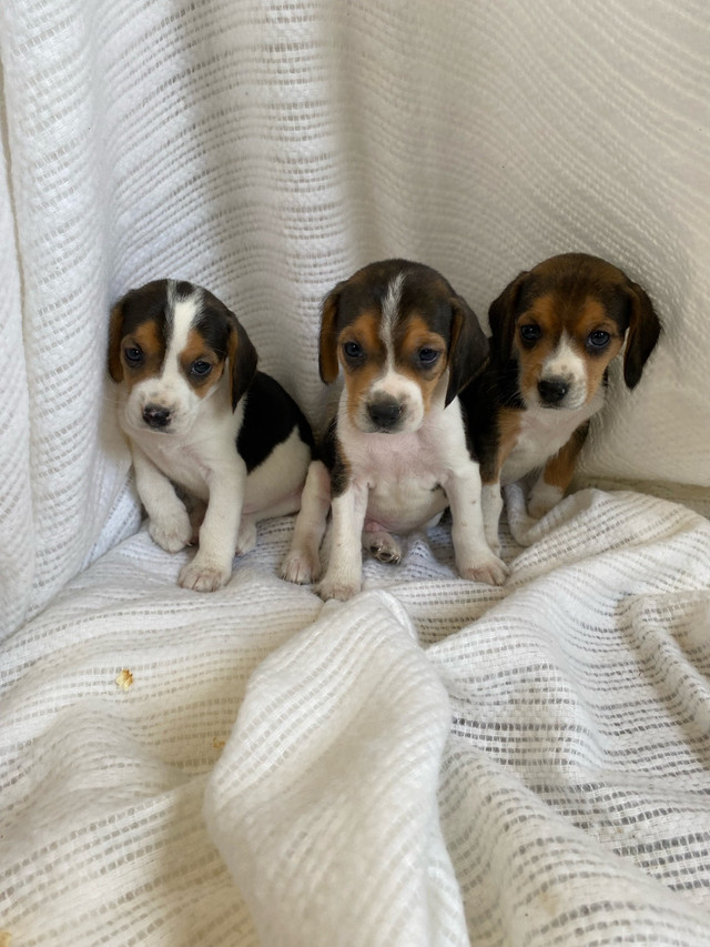 Purebred beagle  in Dogs & Puppies for Rehoming in Sudbury - Image 3