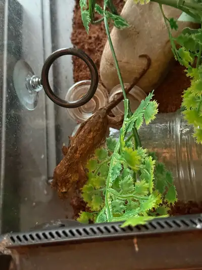 Potato is about a year old, I am unsure if female or male as I haven’t checked yet. Eats great, shed...