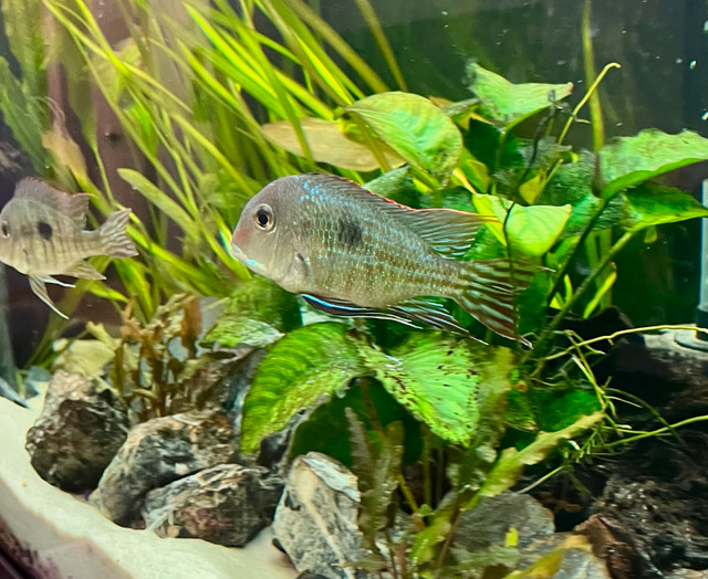 GEOPHAGUS TAPAJO fry for sale in Fish for Rehoming in Lethbridge - Image 3