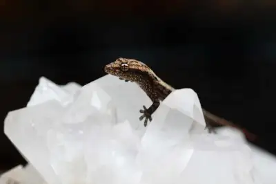 Mourning gecko, View more