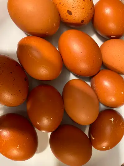 Pure Breed Black Copper Maran Hatching Eggs, View more