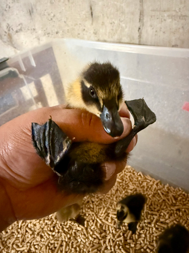 barnyard mix 2-3 day old Ducklings in Livestock in Abbotsford