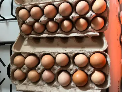 Barred Plymouth Rock hatching eggs, View more