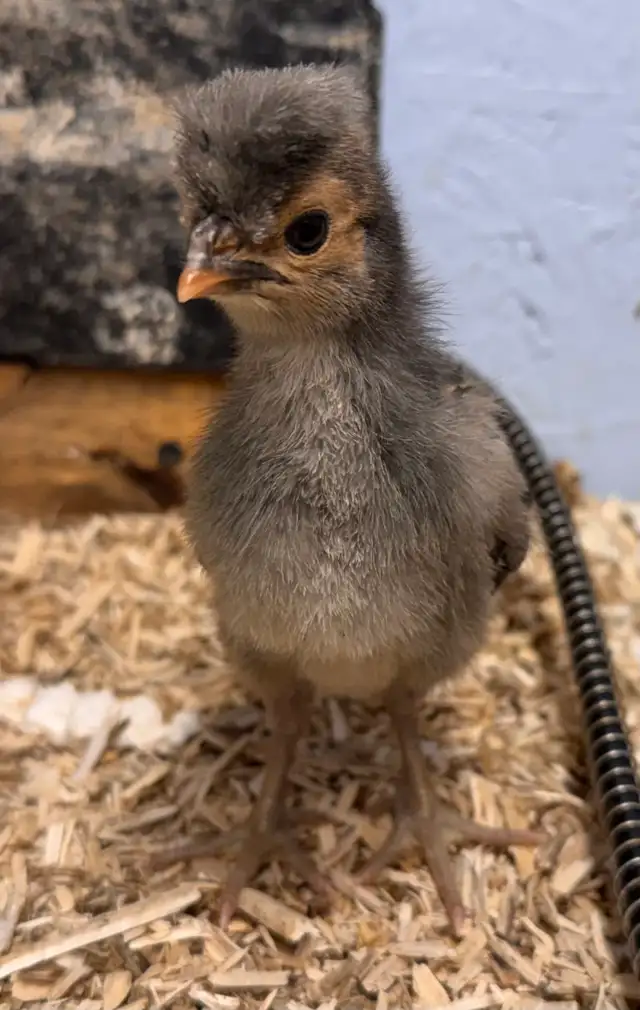 Pure Polish Chicks Available - poussins polonais | Livestock ...