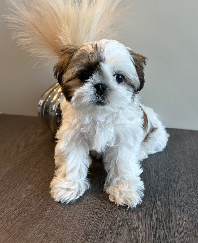 SOLD-❤️ TINY RARE Girl Shih Tzu ❤️  in Dogs & Puppies for Rehoming in Winnipeg - Image 3