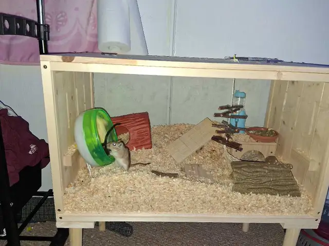 2 Female Gerbils in Small Animals for Rehoming in Ottawa - Image 2