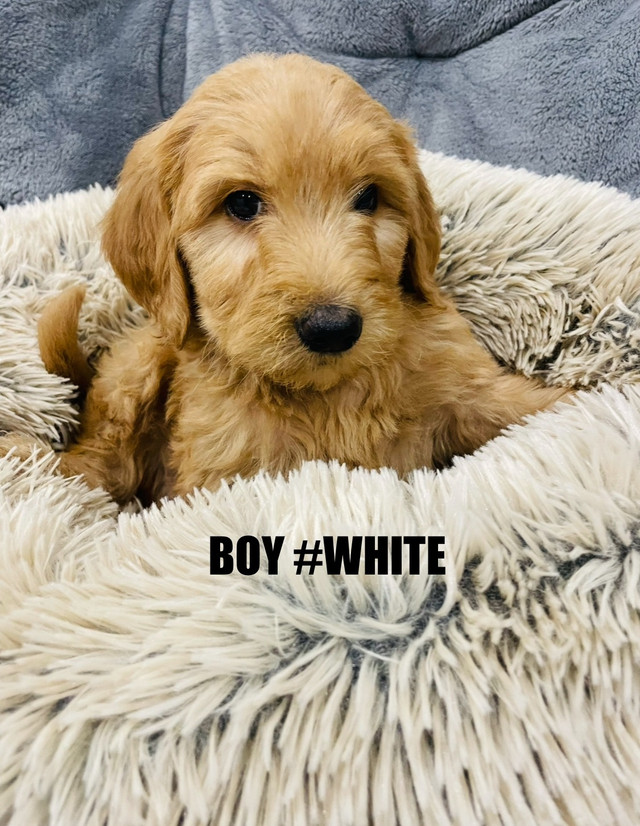 ❤️Red Cockapoo puppies❤️ 7057071134 in Dogs & Puppies for Rehoming in City of Toronto - Image 4