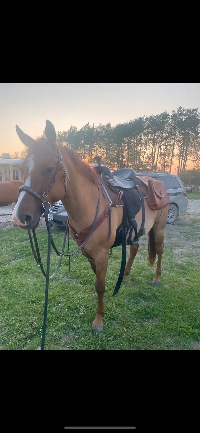 Mares for sale in Horses & Ponies for Rehoming in Fort St. John - Image 4