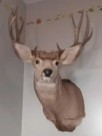 Mule Deer Mount, View more
