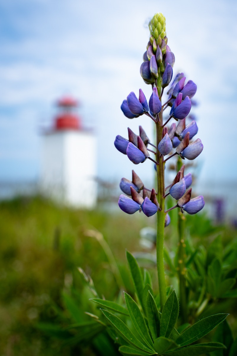 Photographer Mini Photoshoots at West Quaco Lighthouse Other
