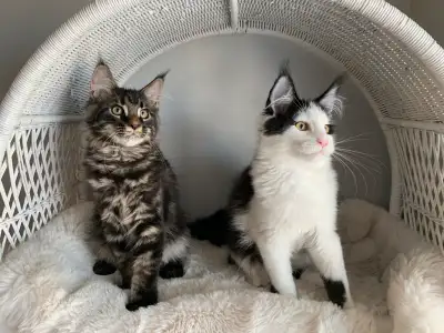 XL Maine Coon Kittens, View more