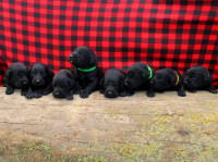 Labrador X retriever puppies! 