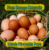 Oeufs Fécondés / Hatching Eggs