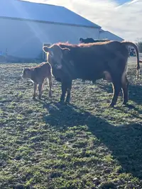 2 year old cow with heifer calf at side 