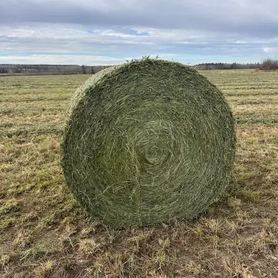 Alfalfa haylage silage bales feed, View more