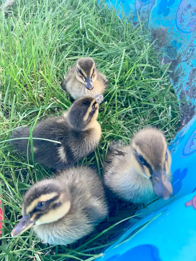 2 ducklings in Livestock in Lethbridge - Image 3