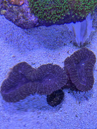 Lobophyllia Coral For Sale