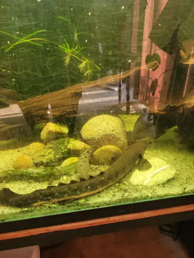 About 16 inch teugelsi bichir.