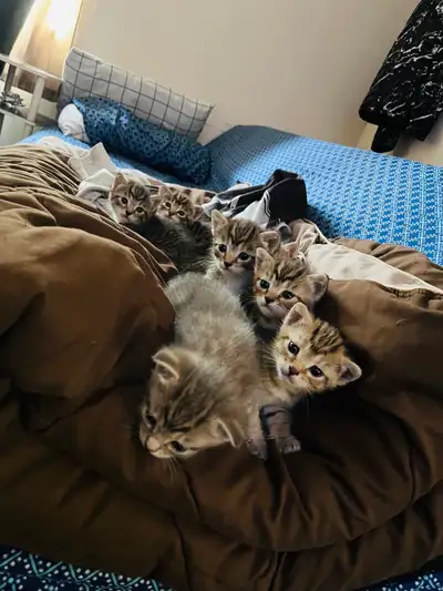 7 Kittens, View more