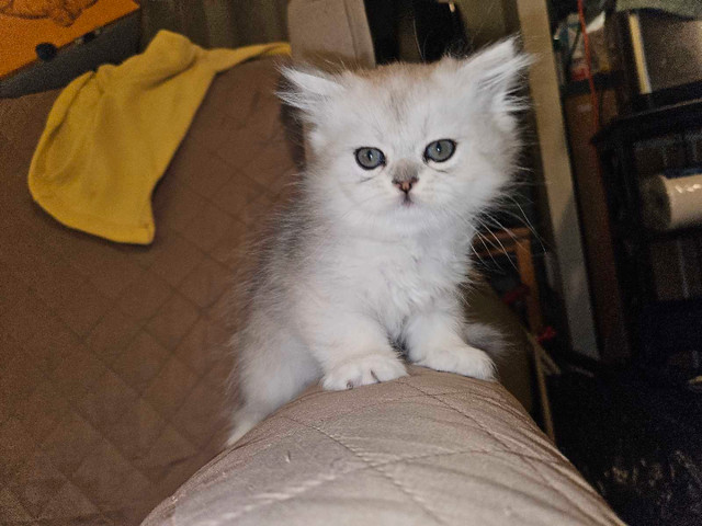 Scottish Fold kitten in Cats & Kittens for Rehoming in City of Toronto - Image 2