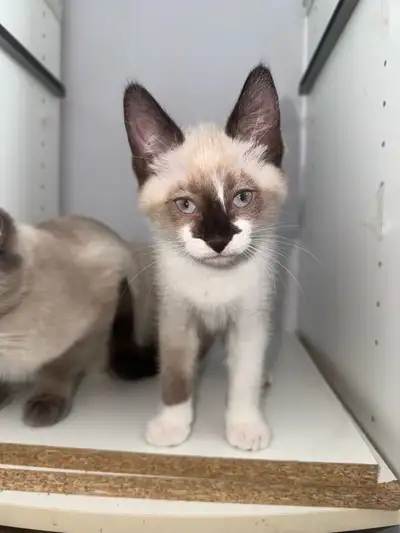 siamese x ragdoll kittens, View more