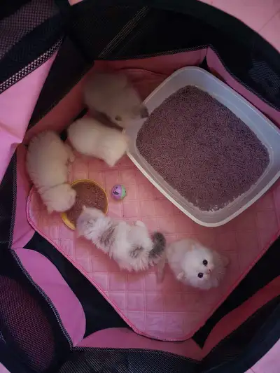 Purebred Persian Kittens! (Vaccinated + More!), View more