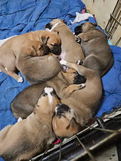 puppy's available, View more
