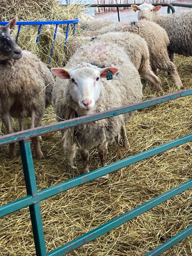 Bred Rideau ewes in Livestock in Renfrew - Image 2
