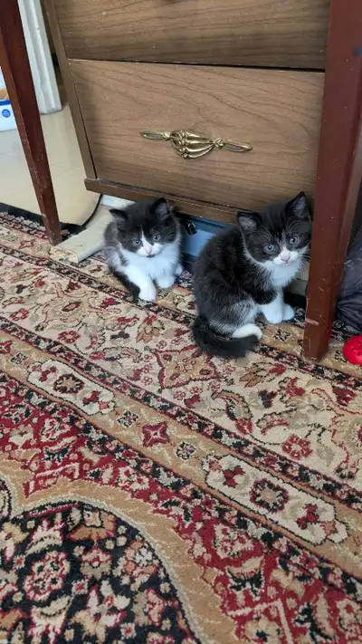 2 female kittens for rehoming. healthy and playful , View more