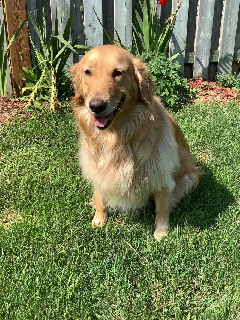 30-month-old-golden-retriever-dogs-puppies-for-rehoming-woodstock