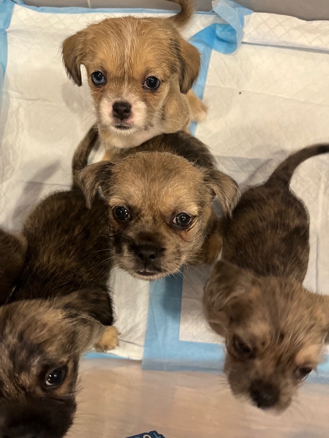READY TO BE REHOMED! English Bulldog and Shih Tzu mixed Dogs