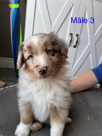 Berger australien, View more