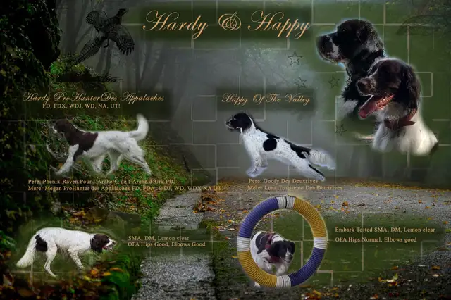 Epagneul Francais Puppy only 4 available in Dogs & Puppies for Rehoming in Oakville / Halton Region - Image 6