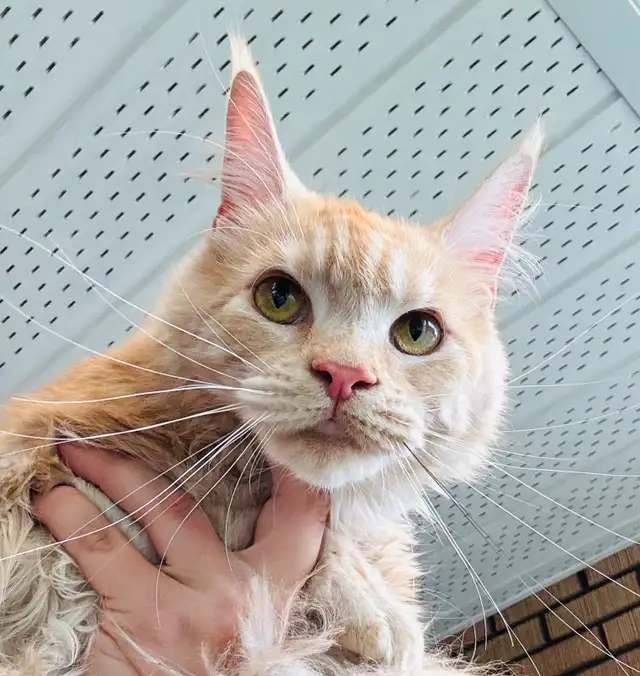 Maine Coon in Cats & Kittens for Rehoming in Saint-Hyacinthe - Image 5