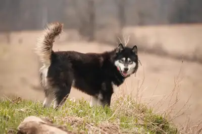 Inuit Dog/Malamute Mix - Friendly, Well behaved, View more