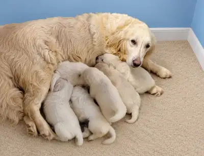 Golden Retriever Puppies, View more