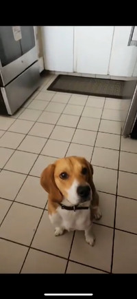 Beagle | Adoptez des chiens et chiots dans Québec | Petites annonces de  Kijiji