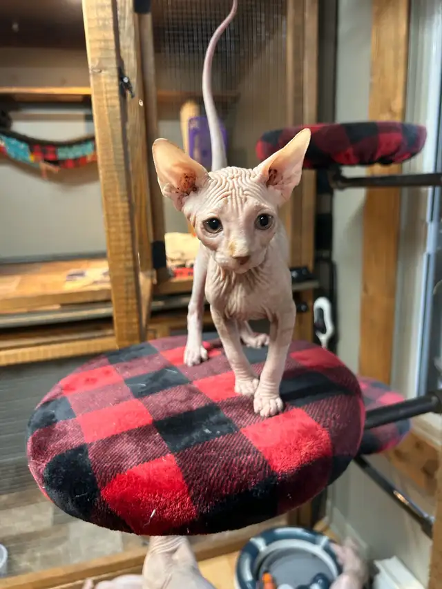 chaton sphynx-elf  in Cats & Kittens for Rehoming in Lanaudière - Image 4
