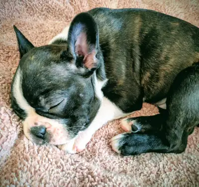 Frenchton puppies 2 FEMALES AVAILABLE, View more