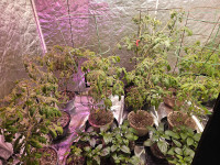 Roma tomato plants and bell pepper plants
