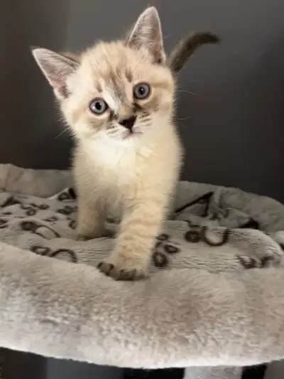 4 Chatons Ragdoll X Tabby, polydactiles (mitaines) et âgés de 7 semaines. 3 femelles et 1 mâle: 1ere...