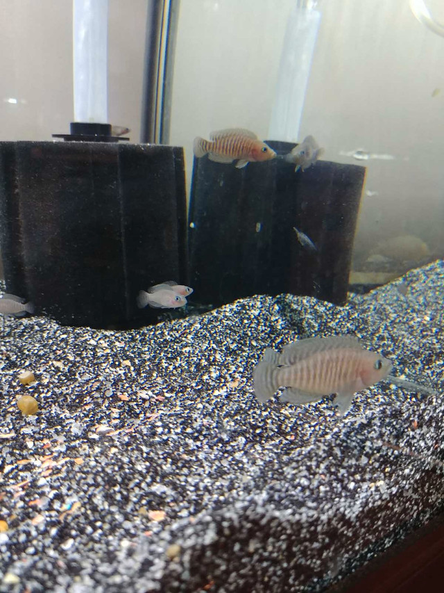 Shell dwelling cichlids (30-40 available ) in Fish for Rehoming in Renfrew - Image 3